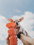 dog water fountain