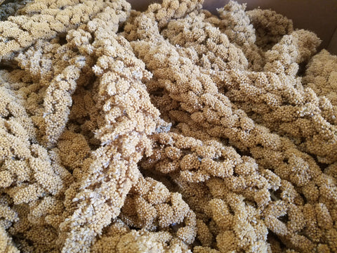 California Spray Millet