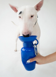 Are water bottles safe for dogs